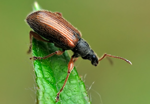 Zweifarbiger Schmalbauchrüssler (Phyllobius oblongus), 08.05.2010, Äpfingen