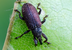 Breiter Ahorn-Fruchtstecher (Bradybatus kellneri), Äpfingen