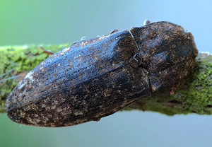 Mausgrauer Sandschnellkäfer (Agrypnus murinus) &ndash; Foto 2