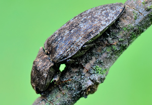 Mausgrauer Sandschnellkäfer (Agrypnus murinus), 01.05.2010