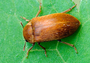 Himbeerkäfer (Byturus tomentosus), 18.05.2010