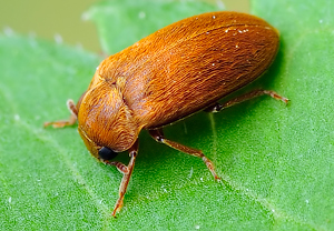 Himbeerkäfer (Byturus tomentosus) &ndash; Foto 1