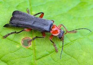 Rotschwarzer Weichkäfer (Cantharis pellucida), 05.05.2019