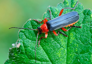 Rotschwarzer Weichkäfer (Cantharis pellucida)