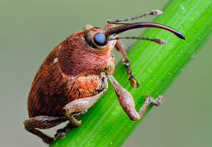 Eichelbohrer (Curculio glandium), 17.05.2010