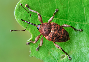 Eichelbohrer (Curculio glandium) &ndash; Foto 3
