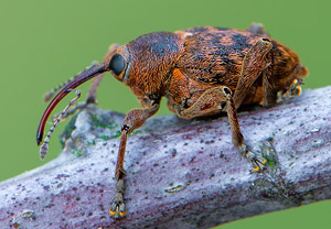 Eichelbohrer (Curculio glandium), 05.05.2019