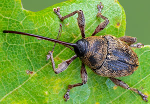 Eichelbohrer (Curculio glandium), 18.09.2021, Hürth