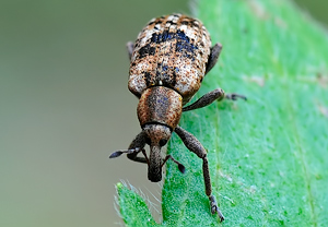Ampfer-Kokonrüssler (Hypera rumicis), 18.05.2010