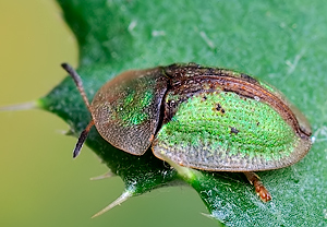 Rostiger Schildkäfer (Cassida vibex), 18.05.2010