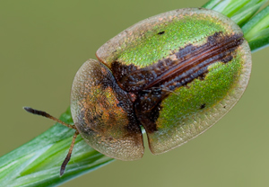 Rostiger Schildkäfer (Cassida vibex) – Foto 3