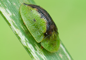 Rostiger Schildkäfer (Cassida vibex), 31.07.2011