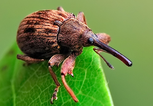 Kirschkernstecher (Furcipus rectirostris), 18.05.2010