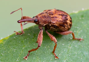 Kirschkernstecher (Furcipus rectirostris), 10.05.2021, Hürth