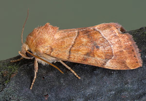 Trapezeule (Cosmia trapezina), 11.07.2019