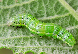 Trapezeule (Cosmia trapezina) &ndash; Foto 3