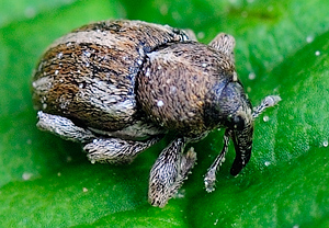 Fünffleckiger Blütenrüssler (Tychius quinquepunctatus), 21.05.2010
