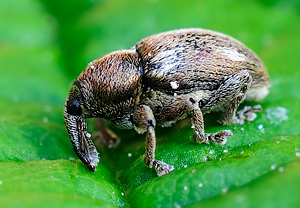 Fünffleckiger Blütenrüssler (Tychius quinquepunctatus) &ndash; Foto 1