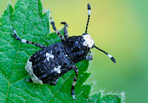 Langfühler-Breitrüssler (Platystomos albinus) &ndash; Foto 2