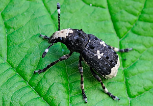 Langfühler-Breitrüssler (Platystomos albinus)