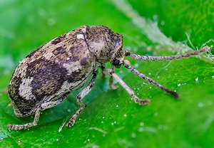 Hellfarbener Nagekäfer (Ptinomorphus imperialis)