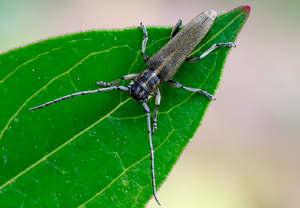 Schwarzhörniger Walzenhalsbock (Phytoecia nigricornis), 22.05.2010