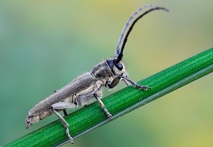 Schwarzhörniger Walzenhalsbock (Phytoecia nigricornis), 22.05.2010