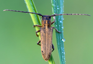 Schwarzhörniger Walzenhalsbock (Phytoecia nigricornis), 05.05.2013