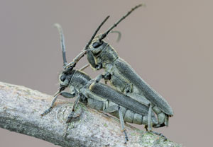 Schwarzhörniger Walzenhalsbock (Phytoecia nigricornis), 13.06.2021, Altenahr