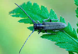 Schwarzhörniger Walzenhalsbock (Phytoecia nigricornis) – Foto 1