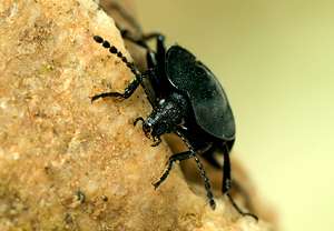 Schwarzer Schneckenjäger (Phosphuga atrata) &ndash; Foto 2