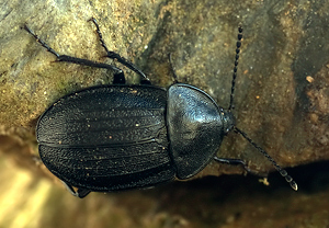 Schwarzer Schneckenjäger (Phosphuga atrata) &ndash; Foto 3