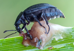 Schwarzer Schneckenjäger (Phosphuga atrata), 01.09.2012