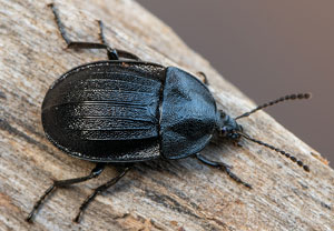 Schwarzer Schneckenjäger (Phosphuga atrata), 23.02.2021, Satzvey