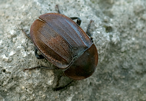 Phosphuga atrata