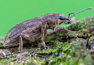 Echter Streckrüssler (Tanymecus palliatus), 07.04.2019