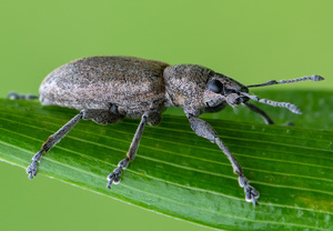 Echter Streckrüssler (Tanymecus palliatus), 13.07.2020, Wyry