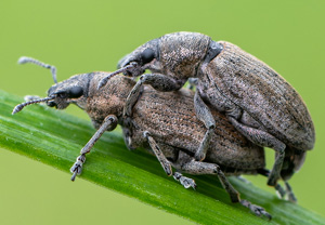Echter Streckrüssler (Tanymecus palliatus), 13.07.2020, Wyry