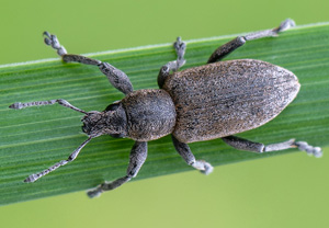 Echter Streckrüssler (Tanymecus palliatus), 13.07.2020, Wyry