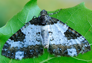 Sturmvogel (Melanthia procellata) &ndash; Foto 1
