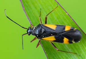 Vierfleck-Eichenweichwanze (Dryophilocoris flavoquadrimaculatus), 02.05.2024, Hürth