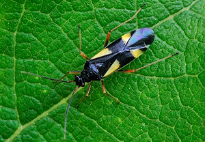 Vierfleck-Eichenweichwanze (Dryophilocoris flavoquadrimaculatus) – Foto 1