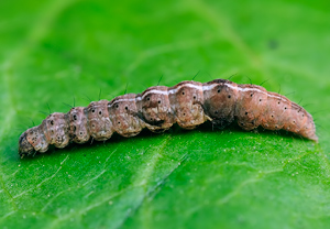 Ypsolopha nemorella &ndash; Foto 1