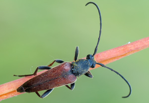 Zweibindiger Schmalbock (Stenurella bifasciata), 03.06.2012