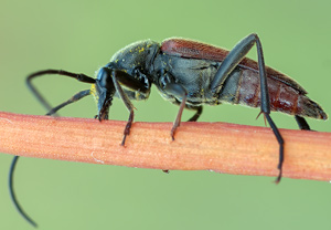 Zweibindiger Schmalbock (Stenurella bifasciata), 03.06.2012