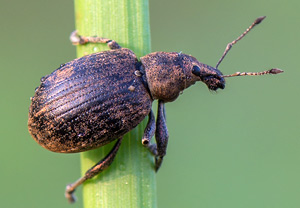 Würfelfleckiger Staubrüssler (Liophloeus tessulatus) – Foto 2