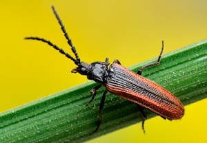 Omalisus fontisbellaquaei – Foto 2