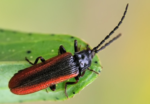 Omalisus fontisbellaquaei – Foto 1