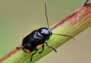 Johanniskraut-Fallkäfer  (Cryptocephalus moraei), 28.05.2010