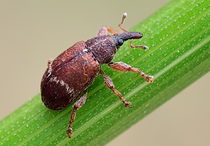 Bergahorn-Fruchtstecher (Bradybatus fallax), 28.05.2010
